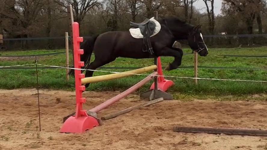 Ruin Bekend ras Te koop 2017 Zwart