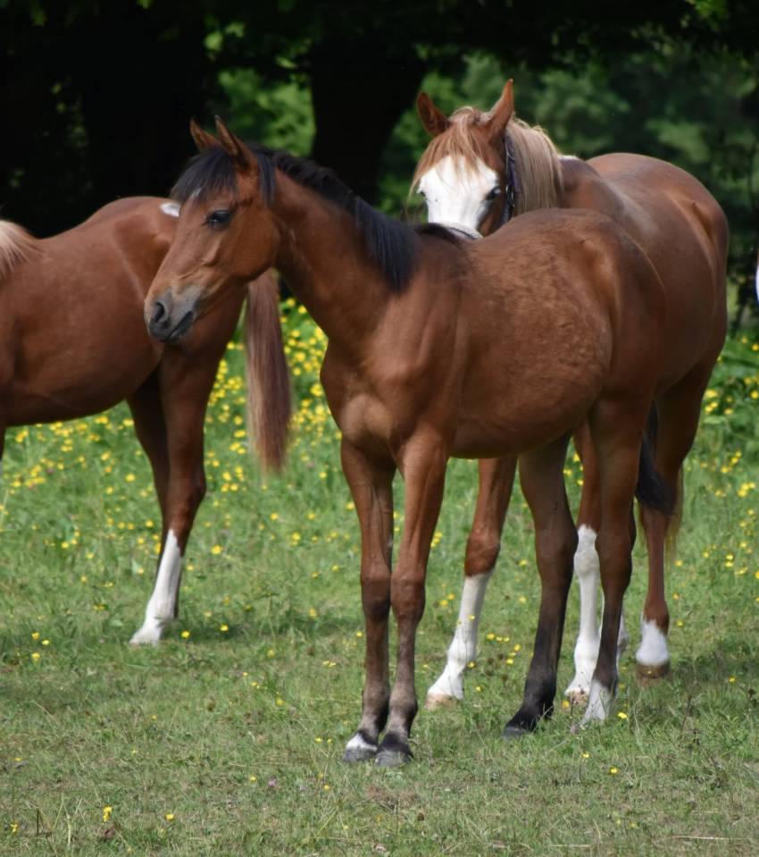 Veulen (vr) Arabisch halfbloed Te koop 2024 Donker bruin / bai ,  Petrus de Lafon (Arabe)