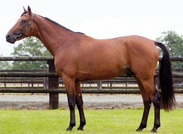 Veulen (vr) Arabisch halfbloed Te koop 2024 Donker bruin / bai ,  Petrus de Lafon (Arabe)