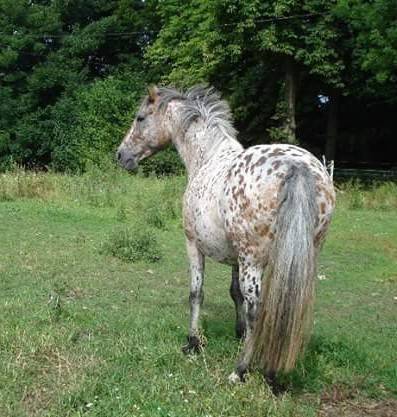 Veulen (ml) Arabisch halfbloed Te koop 2024 Donker bruin / bai ,  Petrus de Lafon (Arabe)