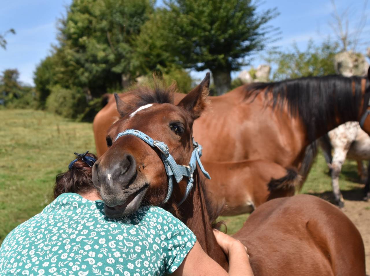 Veulen (ml) Arabisch halfbloed Te koop 2024 Donker bruin / bai ,  Petrus de Lafon (Arabe)