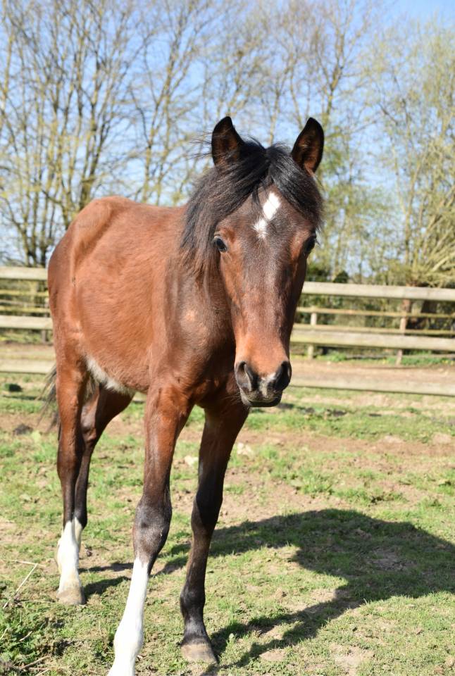 Veulen (ml) Arabisch halfbloed Te koop 2024 Donker bruin / bai ,  Petrus de Lafon (Arabe)