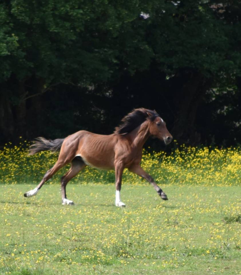 Veulen (ml) Arabisch halfbloed Te koop 2024 Donker bruin / bai ,  Petrus de Lafon (Arabe)