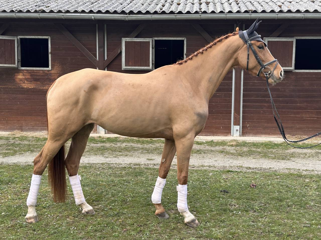 Merrie Westphalian Te koop 2021 Vos ,  Secret