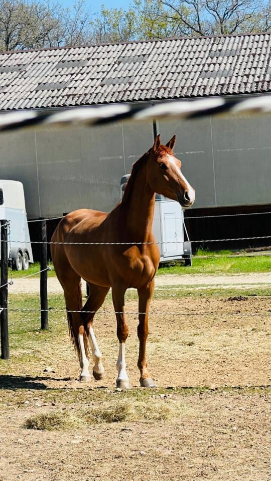 Merrie Westphalian Te koop 2021 Vos ,  Secret