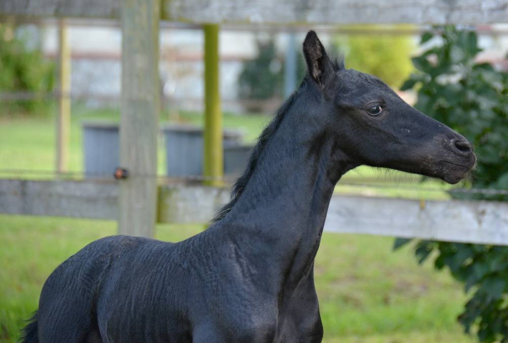 Veulen (ml) Arabo Fries Te koop 2024 Zwart ,  Zabir Faa El Van De Oosterzanden