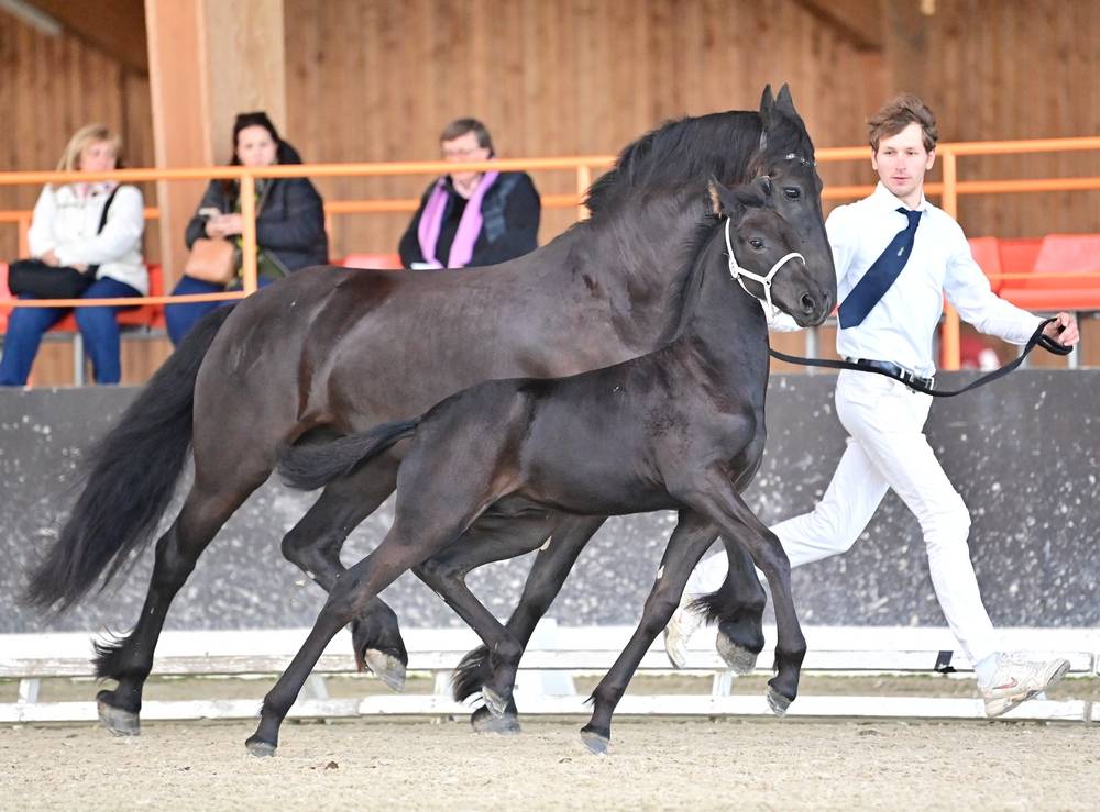 Veulen (ml) Arabo Fries Te koop 2024 Zwart ,  Zabir Faa El Van De Oosterzanden