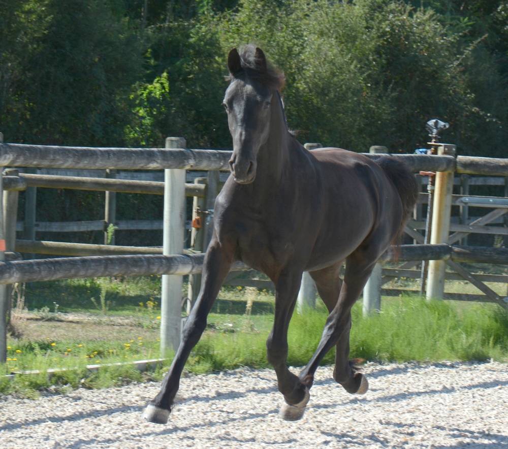 Veulen (ml) Arabo Fries Te koop 2024 Zwart ,  Zabir Faa El Van De Oosterzanden