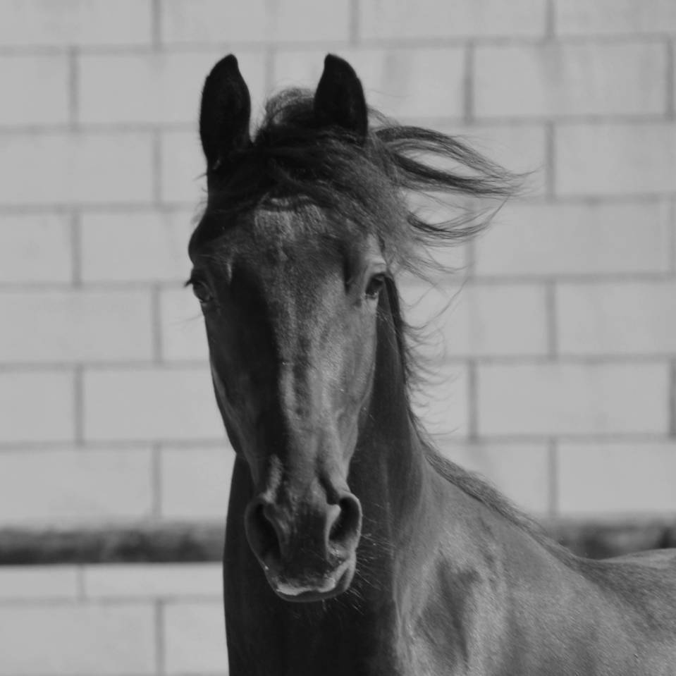 Veulen (ml) Arabo Fries Te koop 2024 Zwart ,  Zabir Faa El Van De Oosterzanden