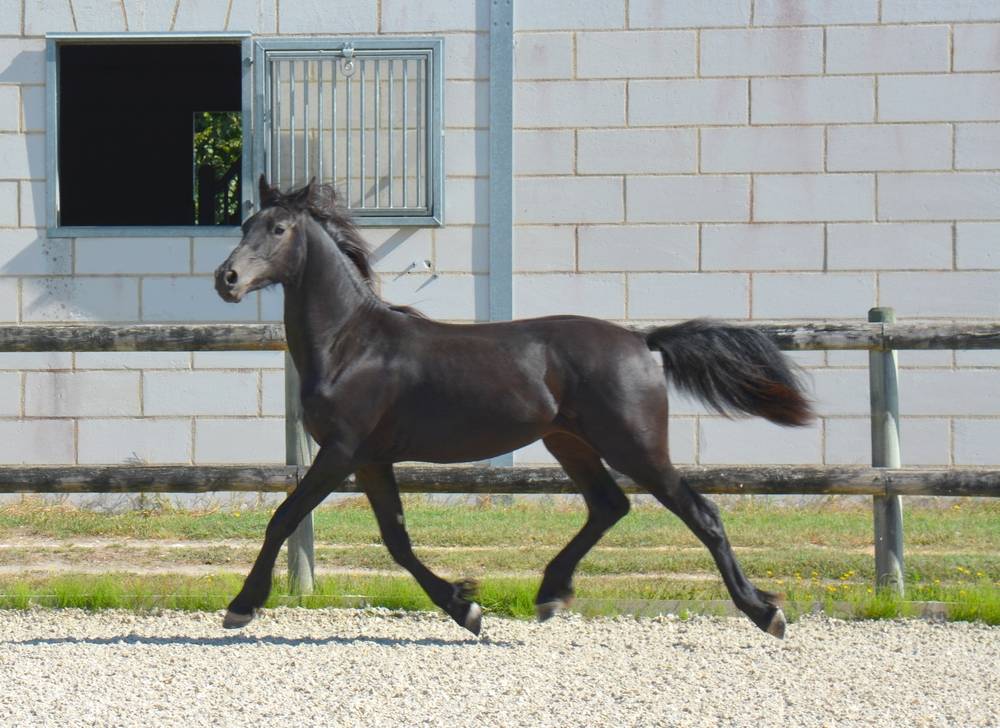 Veulen (ml) Arabo Fries Te koop 2024 Zwart ,  Zabir Faa El Van De Oosterzanden