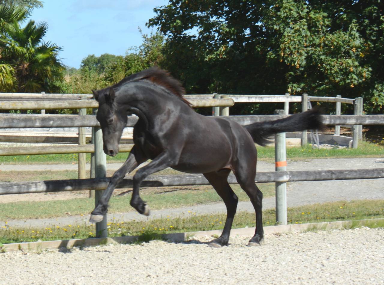 Veulen (ml) Arabo Fries Te koop 2024 Zwart ,  Zabir Faa El Van De Oosterzanden