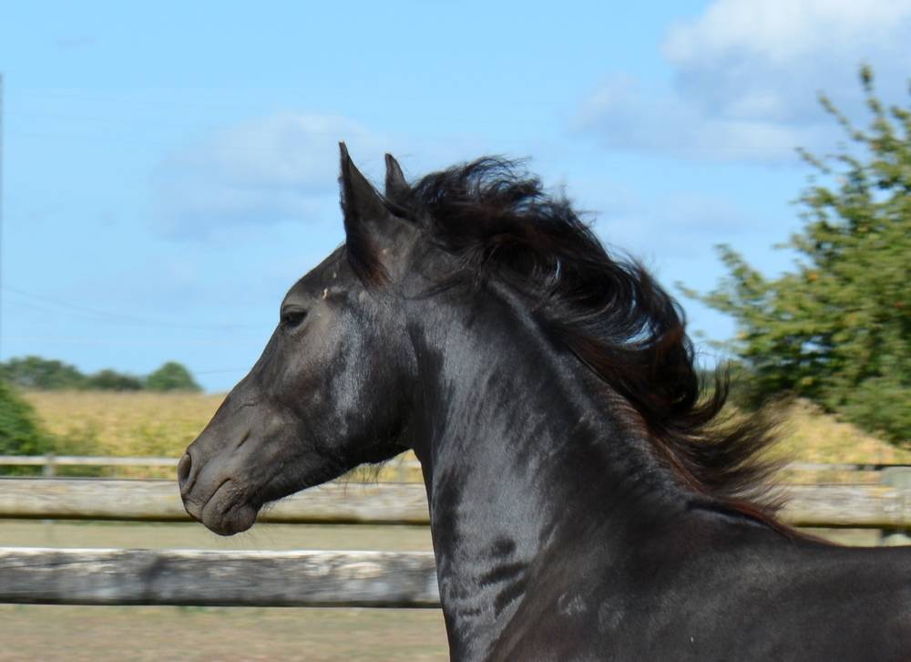 Veulen (ml) Arabo Fries Te koop 2024 Zwart ,  Zabir Faa El Van De Oosterzanden