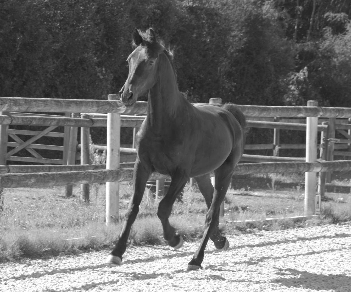 Veulen (ml) Arabo Fries Te koop 2024 Zwart ,  Zabir Faa El Van De Oosterzanden