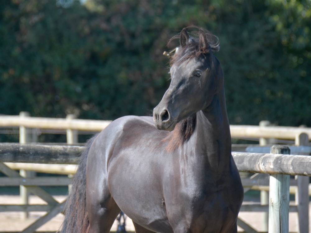 Veulen (ml) Arabo Fries Te koop 2024 Zwart ,  Zabir Faa El Van De Oosterzanden