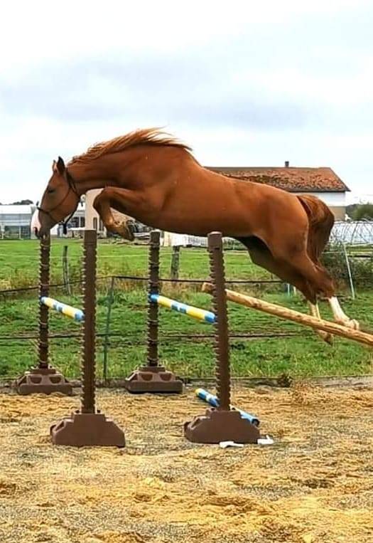Veulen (ml) Selle Français Te koop 2024 Vos ,  Casallo