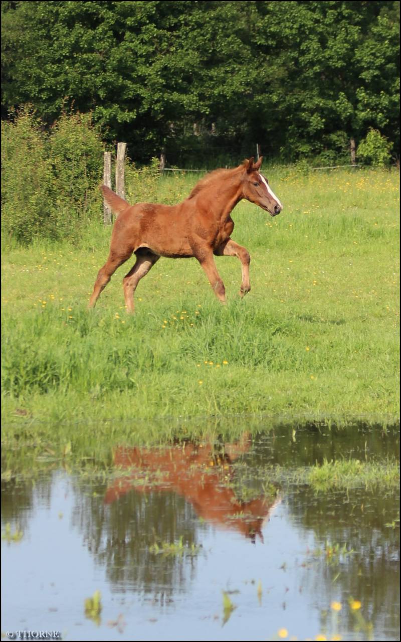 Veulen (ml) Selle Français Te koop 2024 Vos ,  Casallo