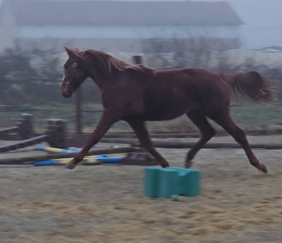 Veulen (ml) Selle Fran&ccedil;ais Te koop 2024 Vos ,  Casallo