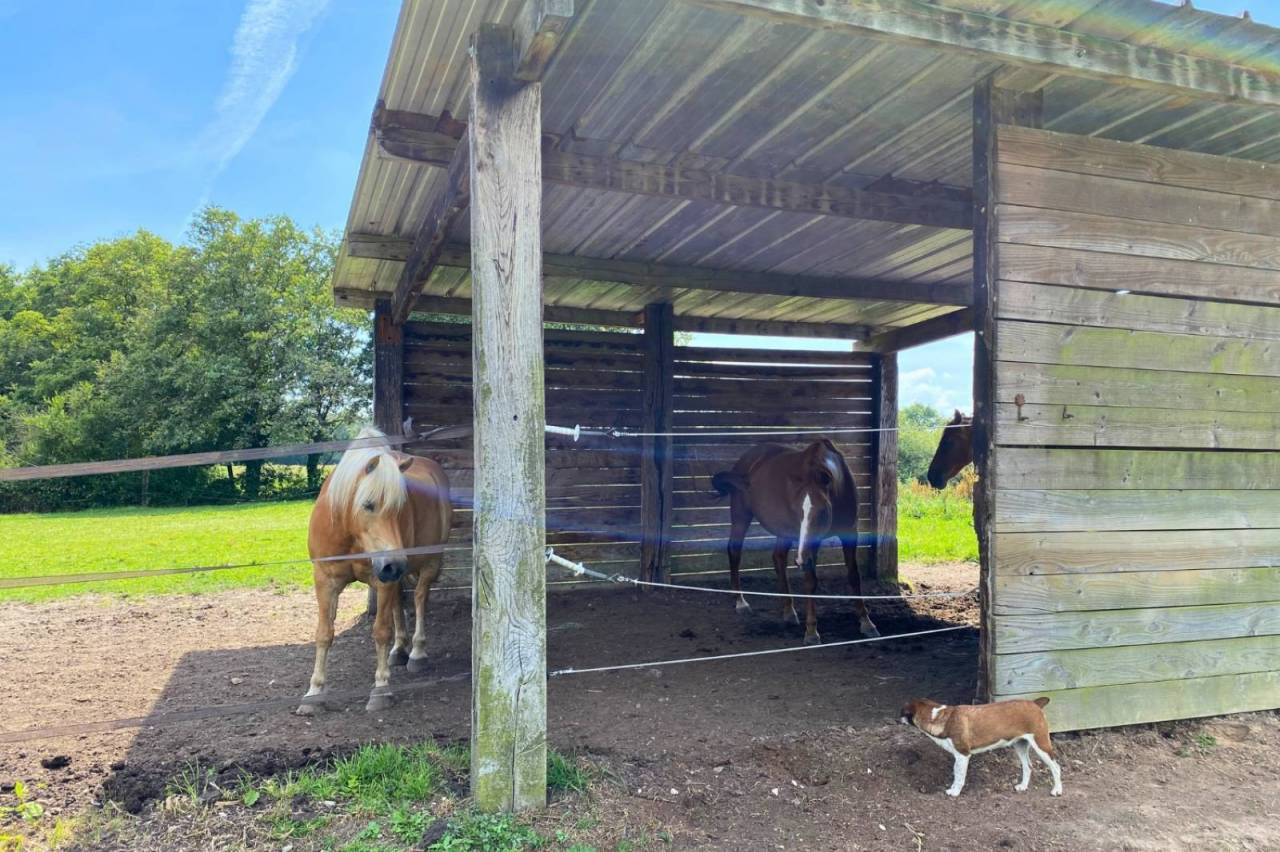 Hippisch vastgoed Koop Ain