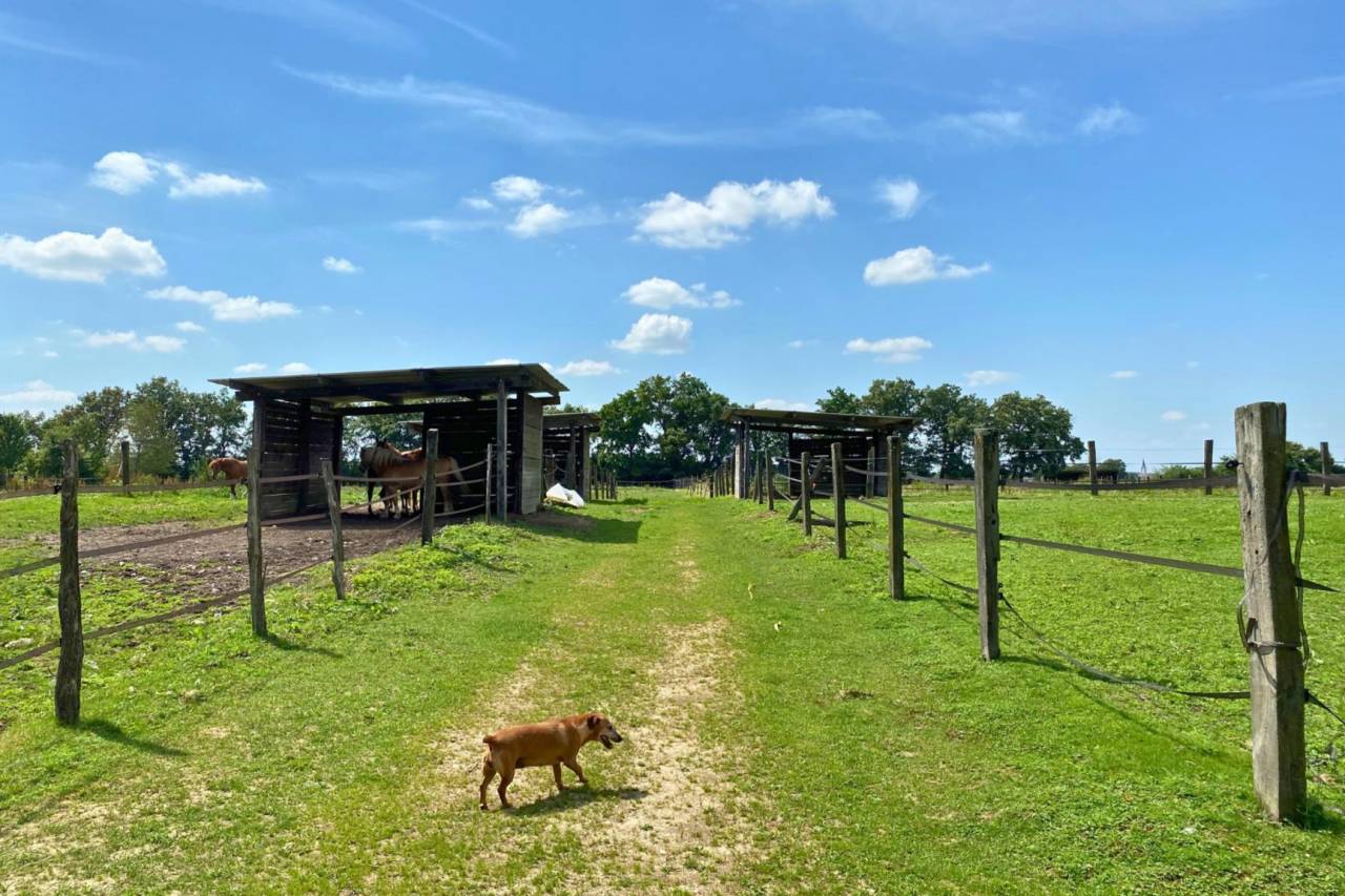 Hippisch vastgoed Koop Ain
