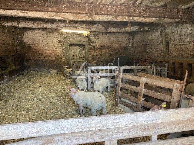 Schapen exploitatie Koop Saône-et-Loire