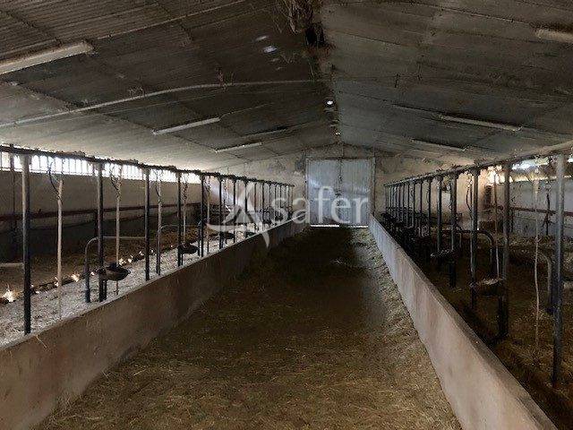 Schapen exploitatie Koop Saône-et-Loire