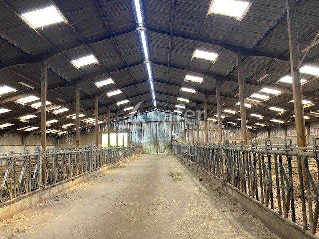 Schapen exploitatie Koop Saône-et-Loire