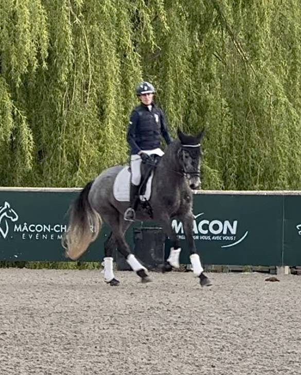 Merrie KWPN Nederlands sportpaard Te koop 2021 Schimmel ,  grappa