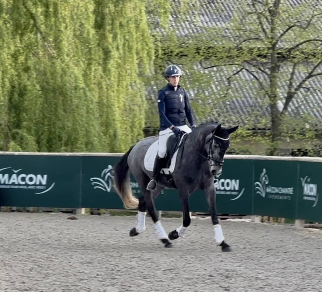 Merrie KWPN Nederlands sportpaard Te koop 2021 Schimmel ,  grappa