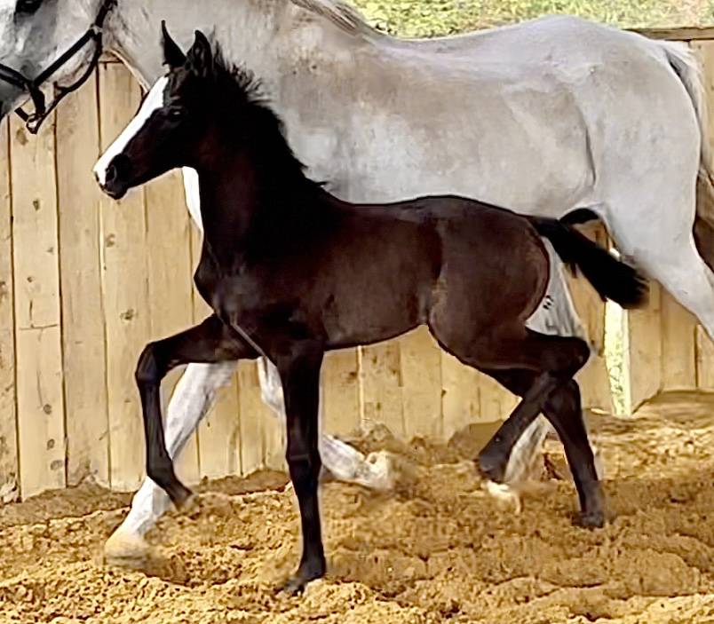 Veulen (vr) Hannoveraan  Te koop 2024 Zwart ,  idem du peyron