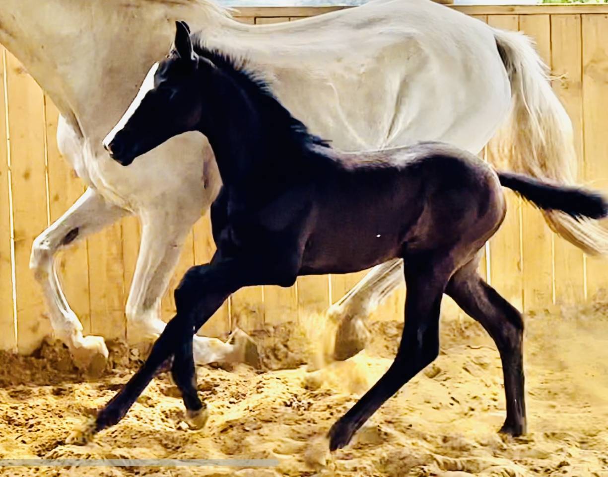 Veulen (vr) Hannoveraan  Te koop 2024 Zwart ,  idem du peyron