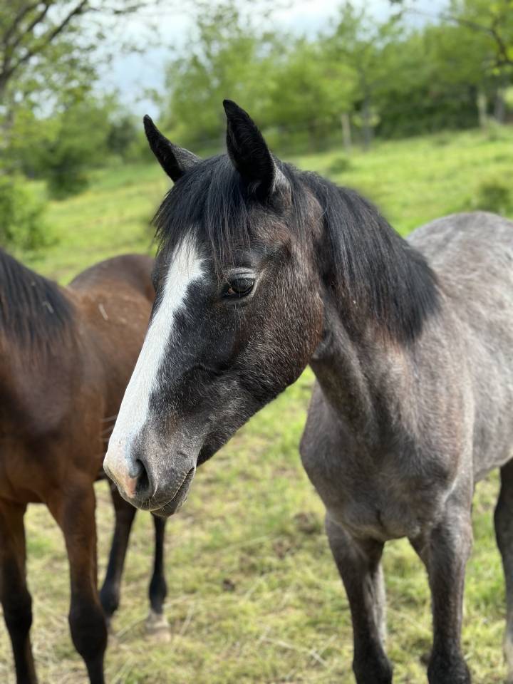 Veulen (vr) Hannoveraan  Te koop 2024 Zwart ,  idem du peyron