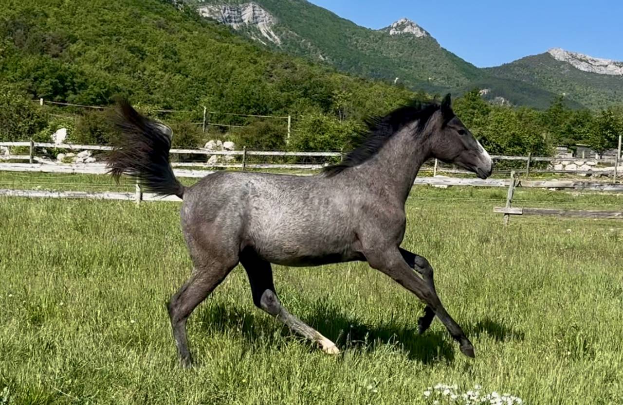 Veulen (vr) Hannoveraan  Te koop 2024 Zwart ,  idem du peyron