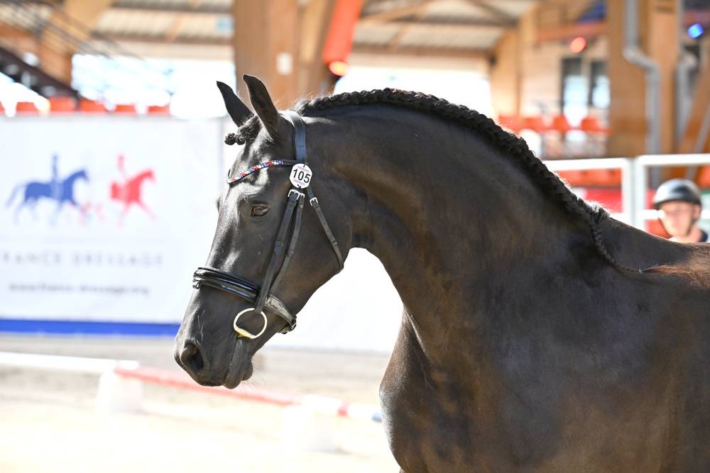 Veulen (vr) Fries Te koop 2022 Zwart ,  Elias 494