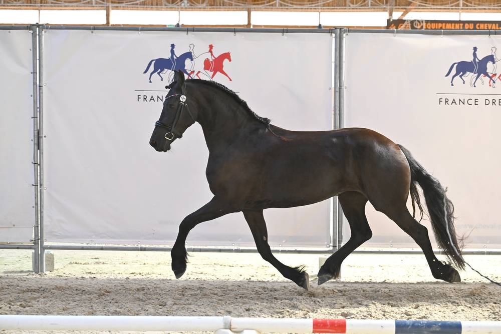 Veulen (vr) Fries Te koop 2022 Zwart ,  Elias 494