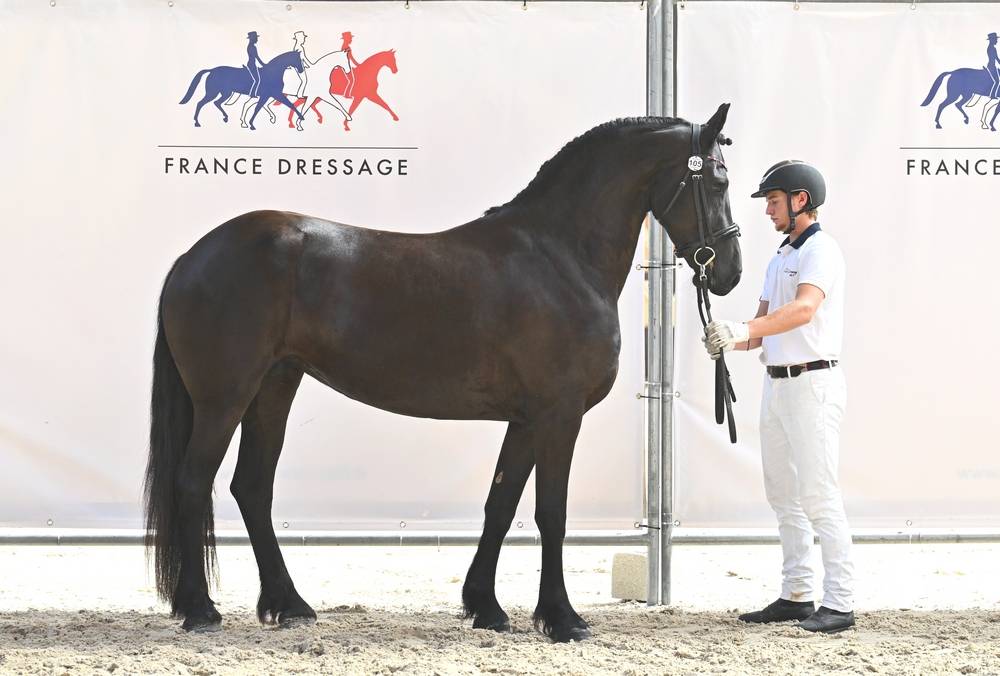 Veulen (vr) Fries Te koop 2022 Zwart ,  Elias 494