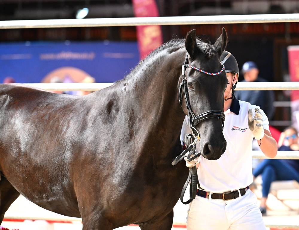 Veulen (vr) Fries Te koop 2022 Zwart ,  Elias 494