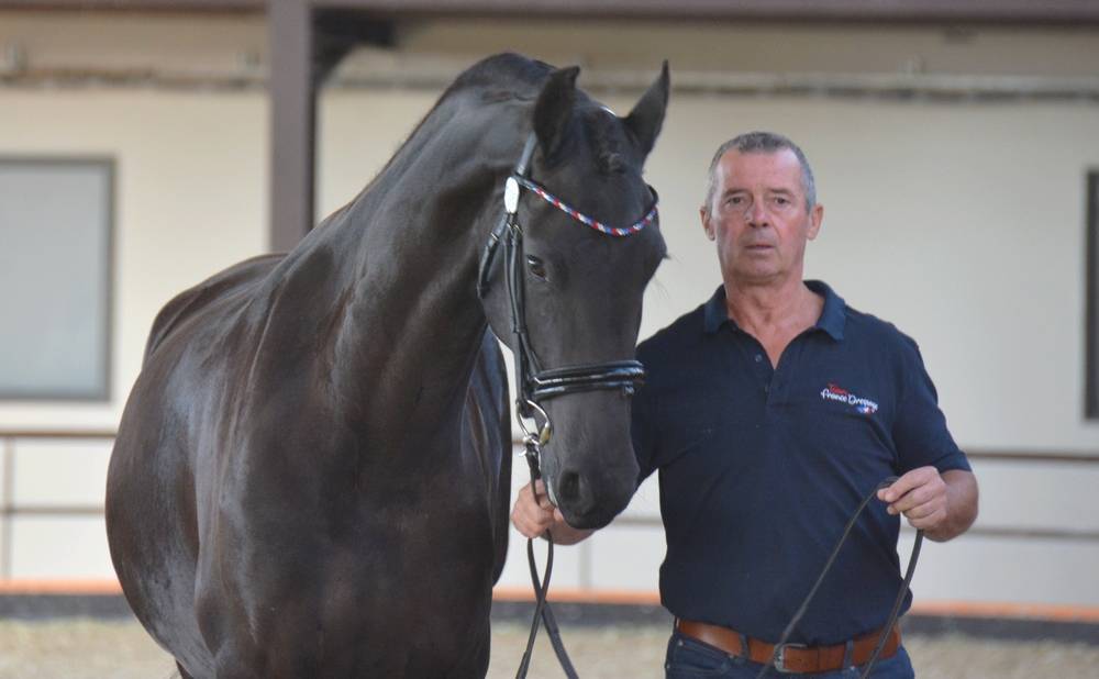 Veulen (vr) Fries Te koop 2022 Zwart ,  Elias 494