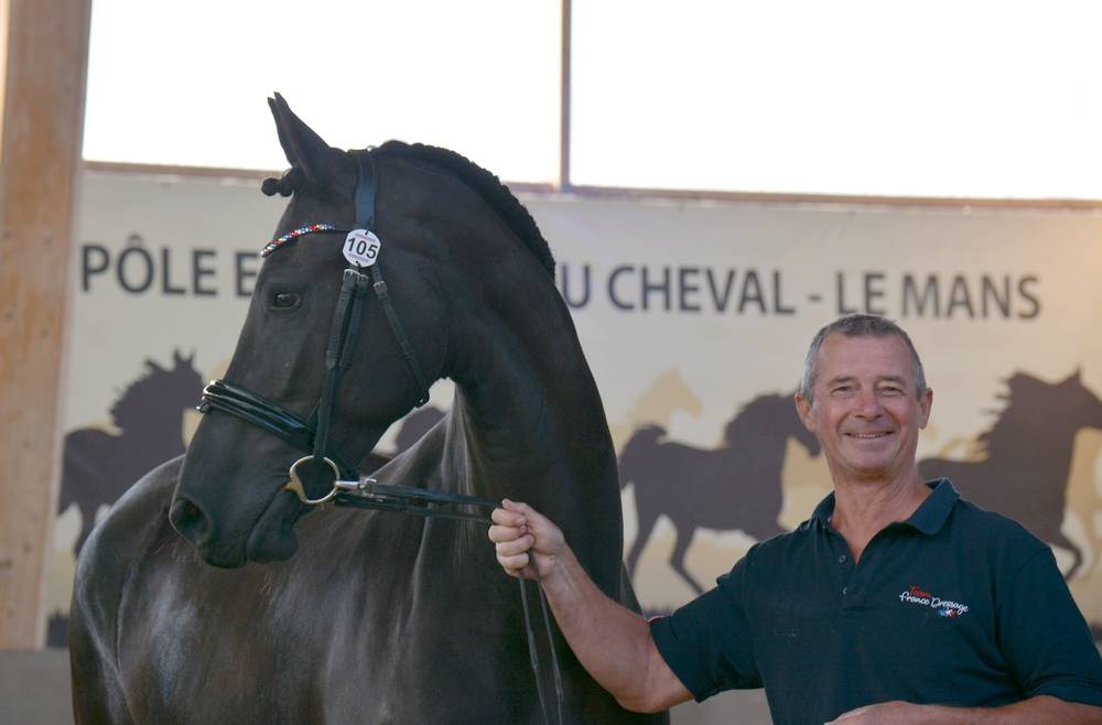 Veulen (vr) Fries Te koop 2022 Zwart ,  Elias 494