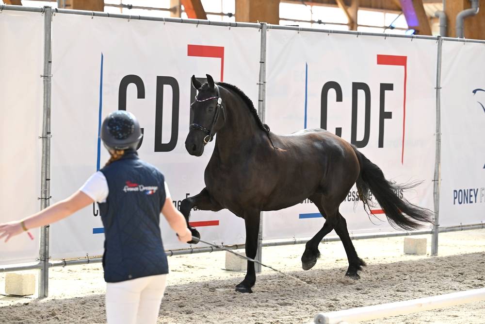 Veulen (vr) Fries Te koop 2022 Zwart ,  Elias 494