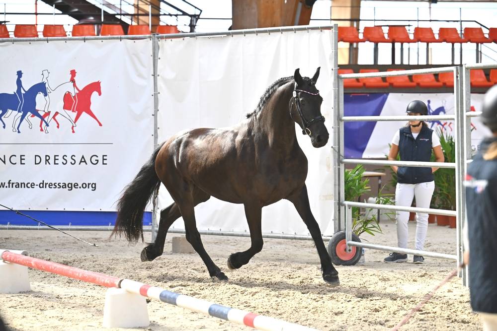 Veulen (vr) Fries Te koop 2022 Zwart ,  Elias 494