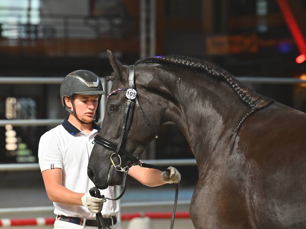 Veulen (vr) Fries Te koop 2022 Zwart ,  Elias 494