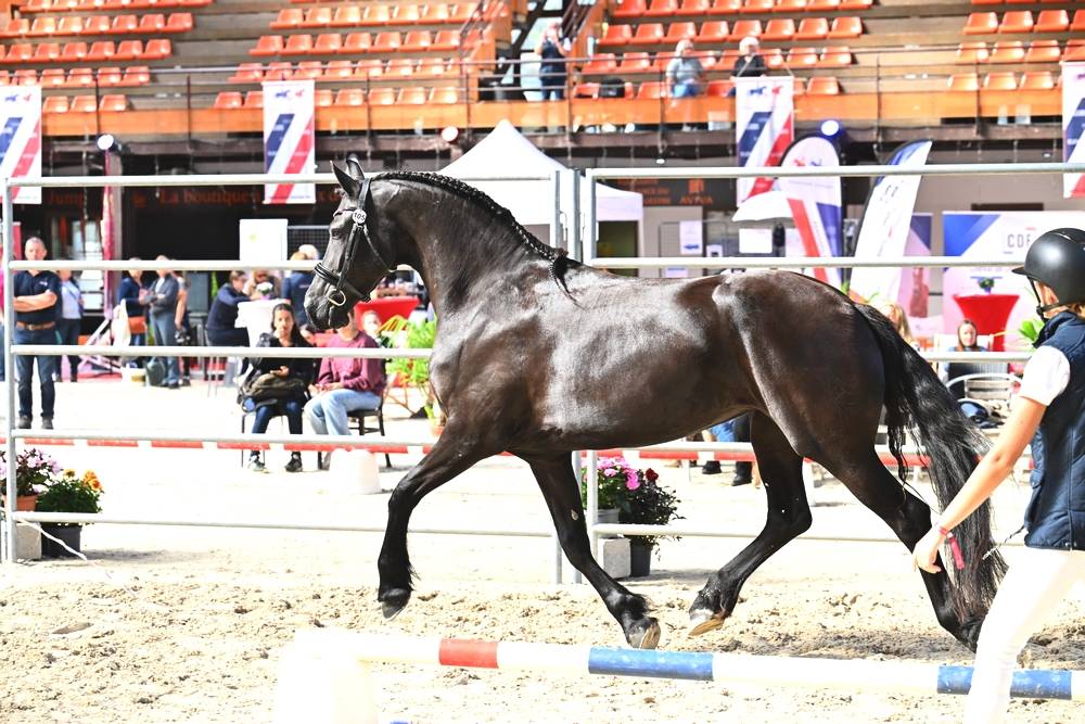 Veulen (vr) Fries Te koop 2022 Zwart ,  Elias 494