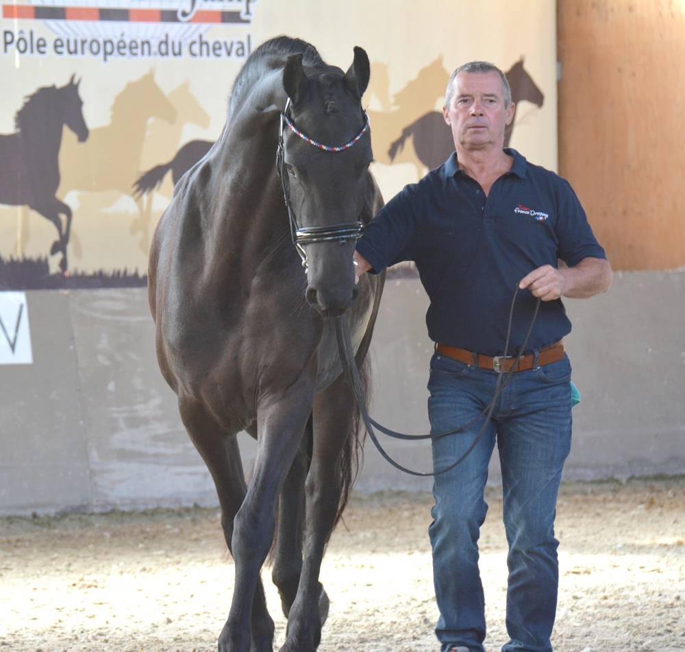 Veulen (vr) Fries Te koop 2022 Zwart ,  Elias 494