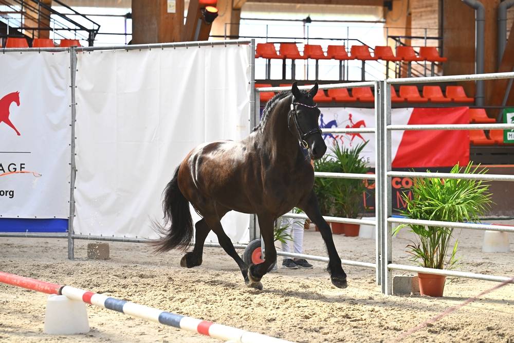 Veulen (vr) Fries Te koop 2022 Zwart ,  Elias 494