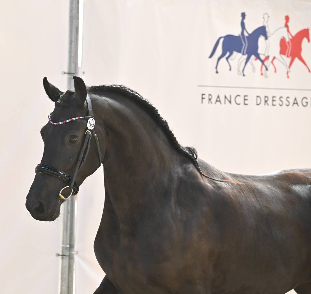 Veulen (vr) Fries Te koop 2022 Zwart ,  Elias 494