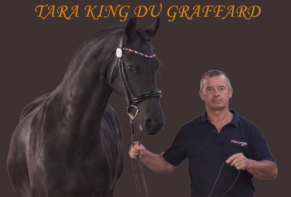 Veulen (vr) Fries Te koop 2022 Zwart ,  Elias 494