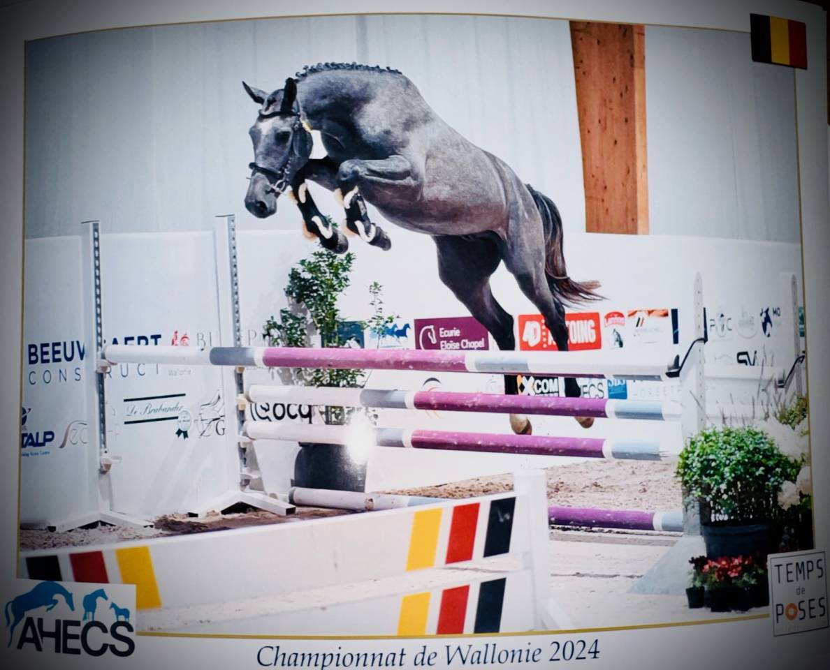 Dekhengst Zangersheide Te koop 2022 Schimmel ,  RIO VD ZWARTBLESHOEVE