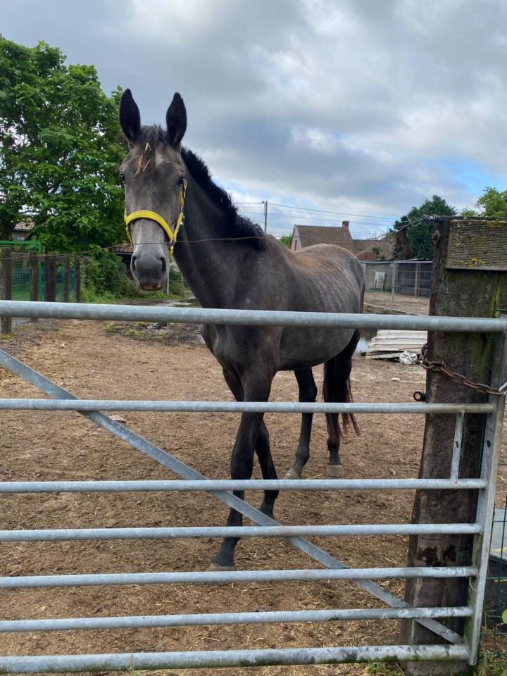 Dekhengst Zangersheide Te koop 2022 Schimmel ,  RIO VD ZWARTBLESHOEVE