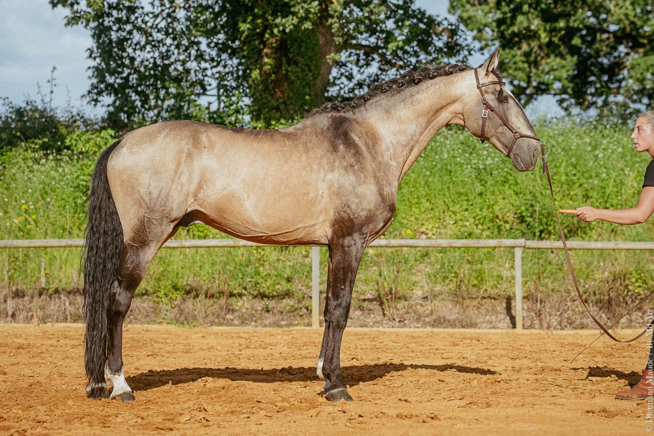 Dekhengst Lusitano Te koop 2009 Isabel