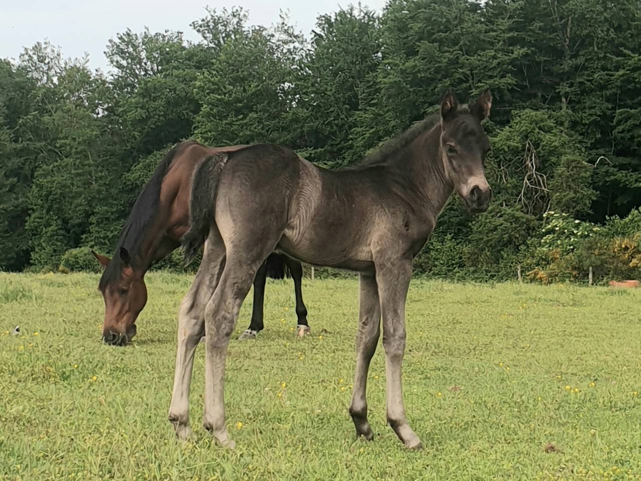 Veulen (ml) New Forest Te koop 2024 Bruin / Bai ,  KOMILFO LOVE DE CE